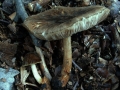 Pluteus umbrosus - Schwarzflockiger Dachpilz - Hoher Giek